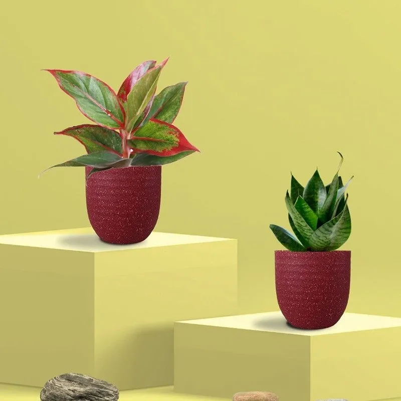 Greenkin Aglaonema Lipstick & Snake Live Plants (Red) - Set Of Two media 3
