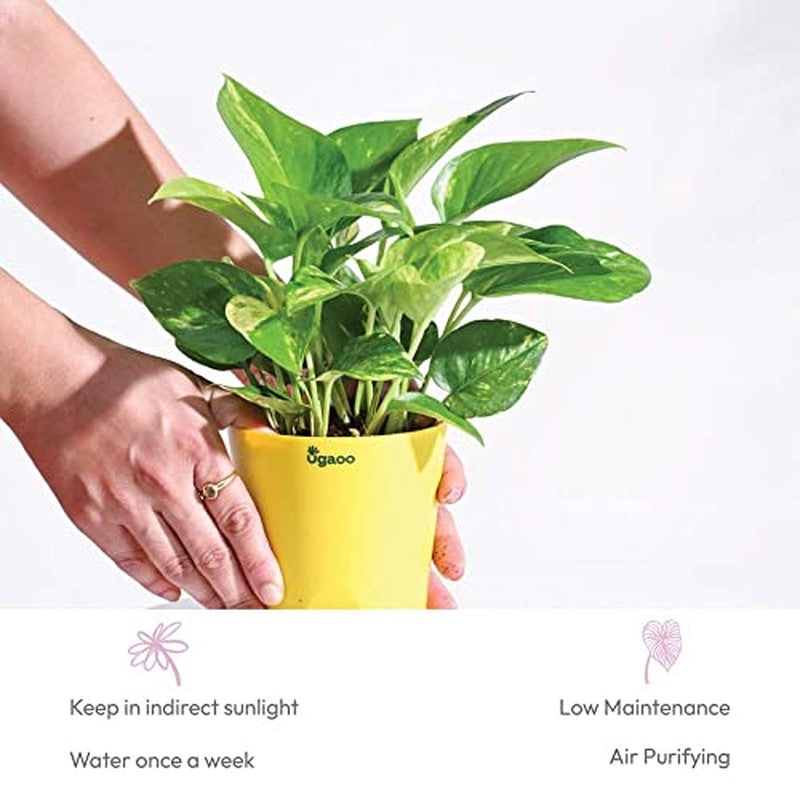Ugaoo Money Plant Variegated media 8