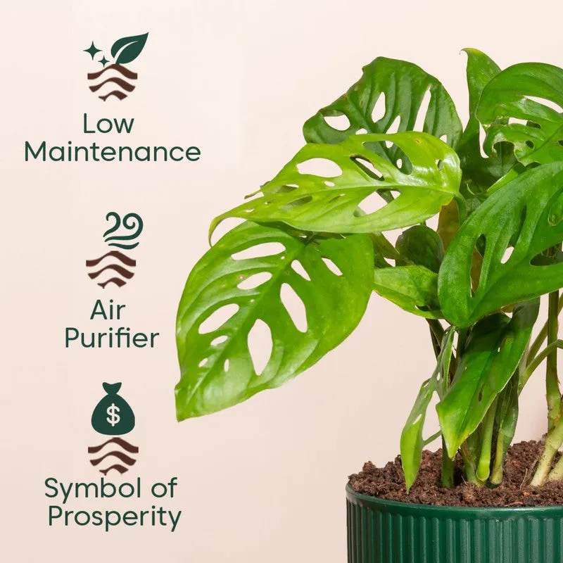 Kyari Broken Heart Plant with Self Watering Pot - Green media 4