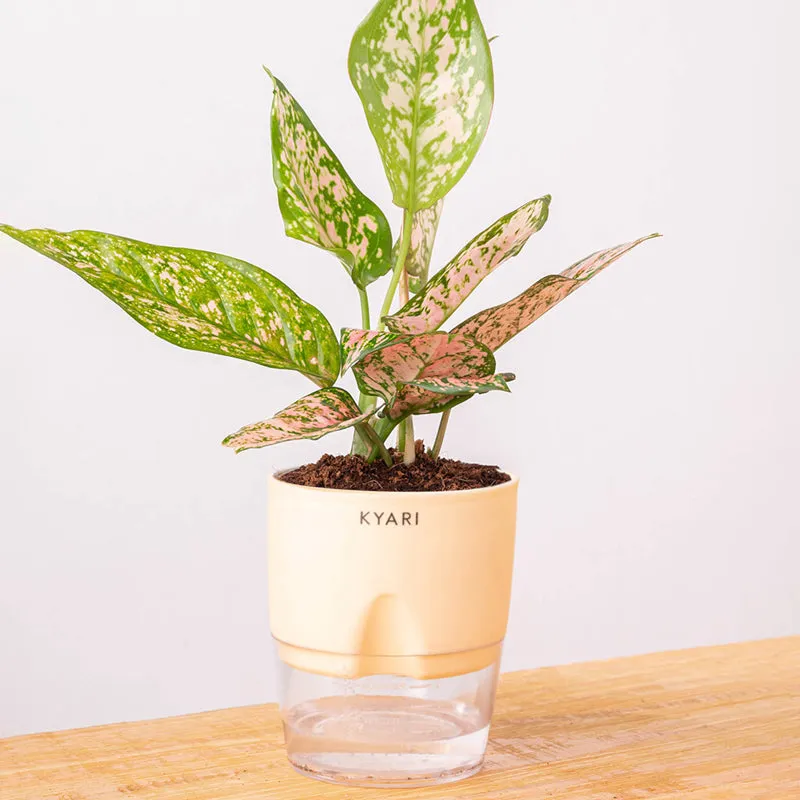 Kyari Agalonema Snow Plant With Self Watering Pot (Ivory) - 18 cm media 6