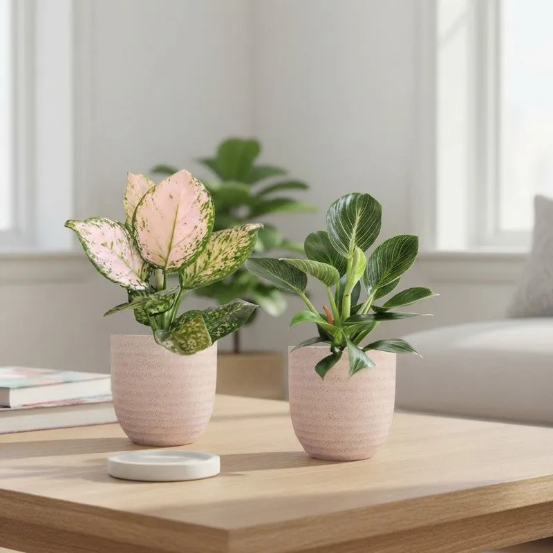 Greenkin Aglaonema Wishes & Birkin Live Plants (Ivory) - Set Of Two media 1