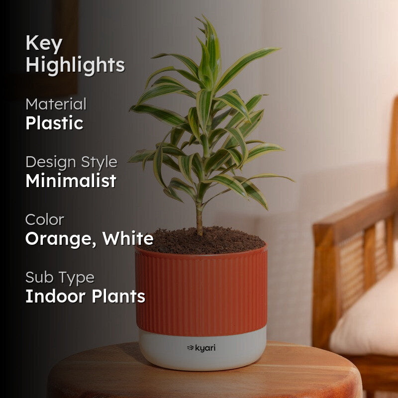 Kyari Song Of India Plant with Self Watering Pot - Orange media 2