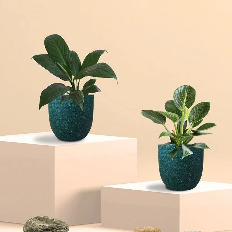 Greenkin Lily & Birkin Live Plants (Green) - Set Of Two media 3