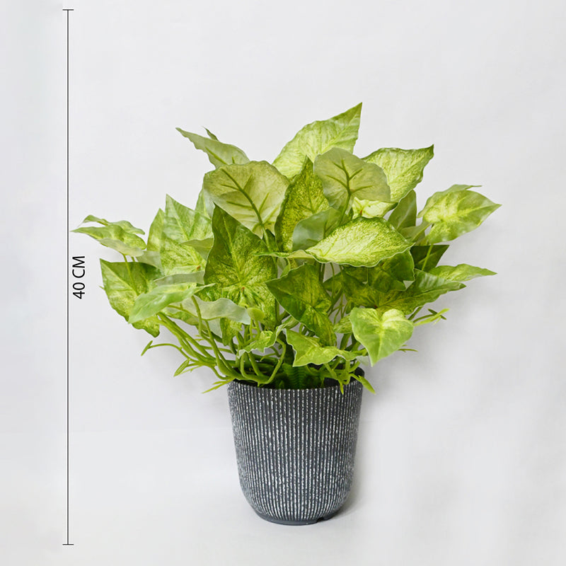 Caladix Artificial Caladium Plant With Black Plastic Pot - 40 cm media 6