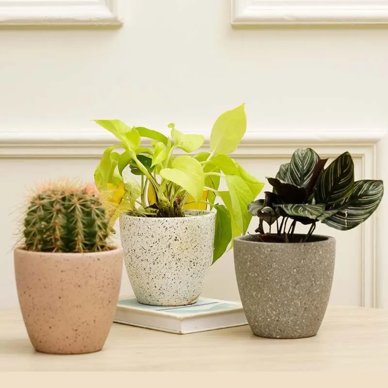 Elegant Terracotta Planter Set - Set of Three media 3