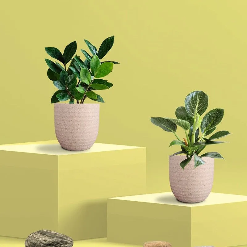 Greenkin ZZ & Birkin Live Plants (Ivory) - Set Of Two media 3