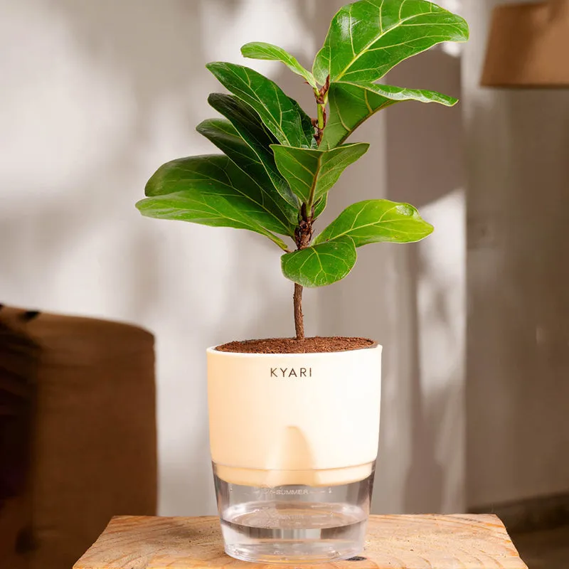 Kyari Fiddle Fig Plant With Self Watering Pot (Ivory) - 18 cm media 1