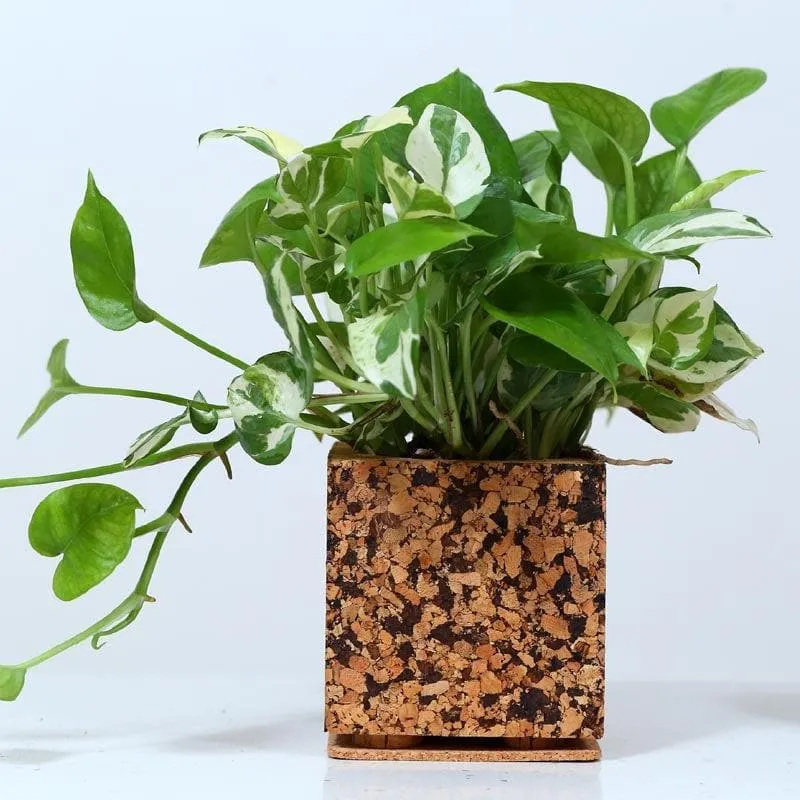 Rustic Timber Planter media 4