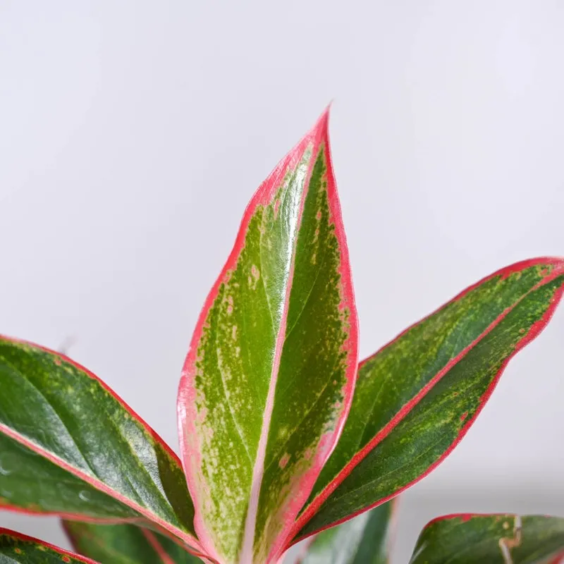 Ugaoo Aglaonema Red Plant - 30cm media 3