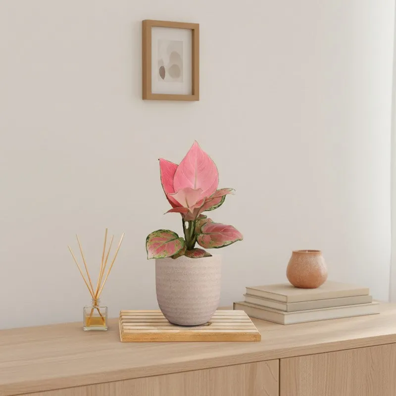 Greenkin Aglaonema Pink Live Plant - Ivory media 1
