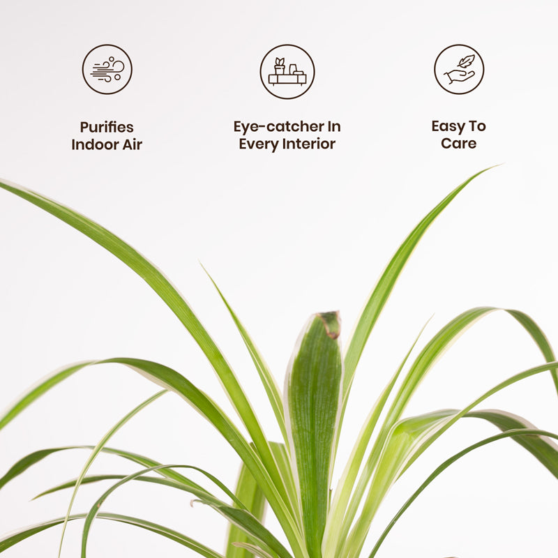Kyari Spider Plant With Metal Self Watering Pot - Blue media 3
