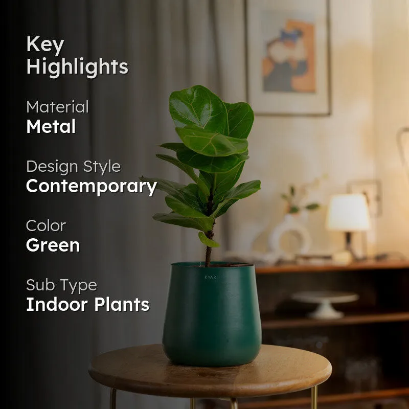 Kyari Fiddle Fig Plant With Metal Self Watering Pot - Green media 2