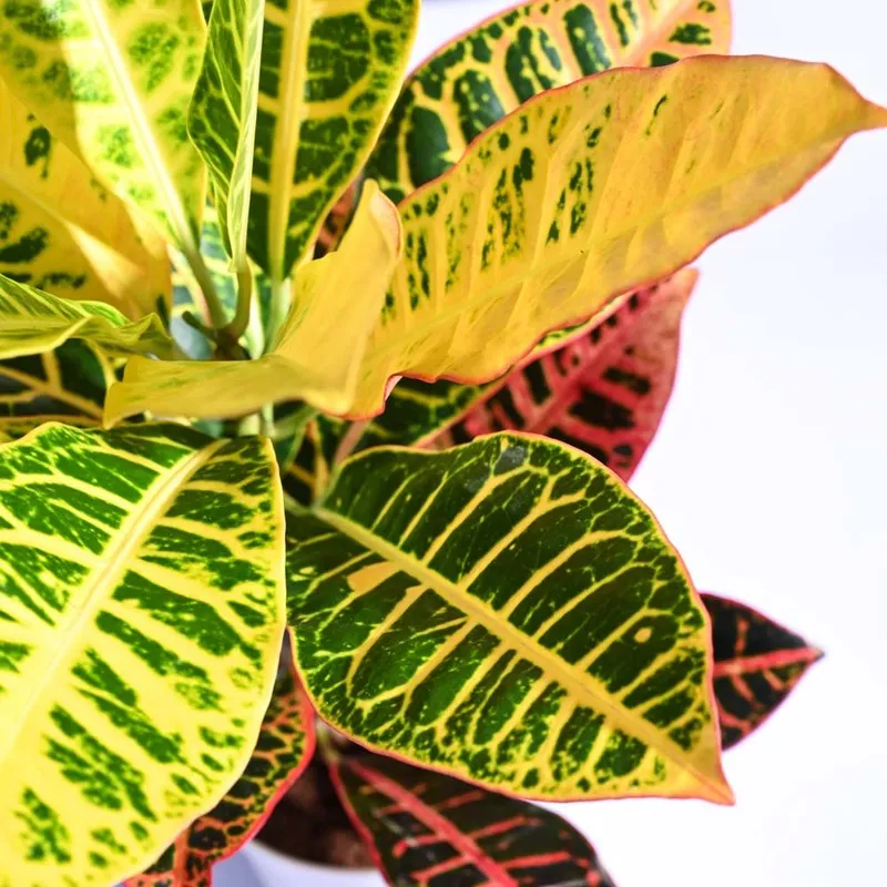 Ugaoo Croton Petra Plant media 3