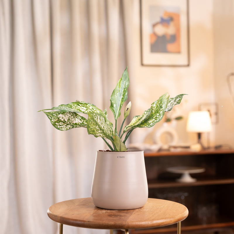 Kyari Aglaonema Snow White Plant With Metal Self Watering Pot - Beige