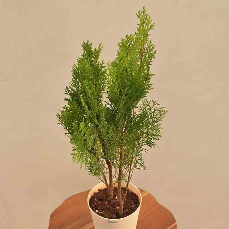 Ugaoo Thuja Plant media 5