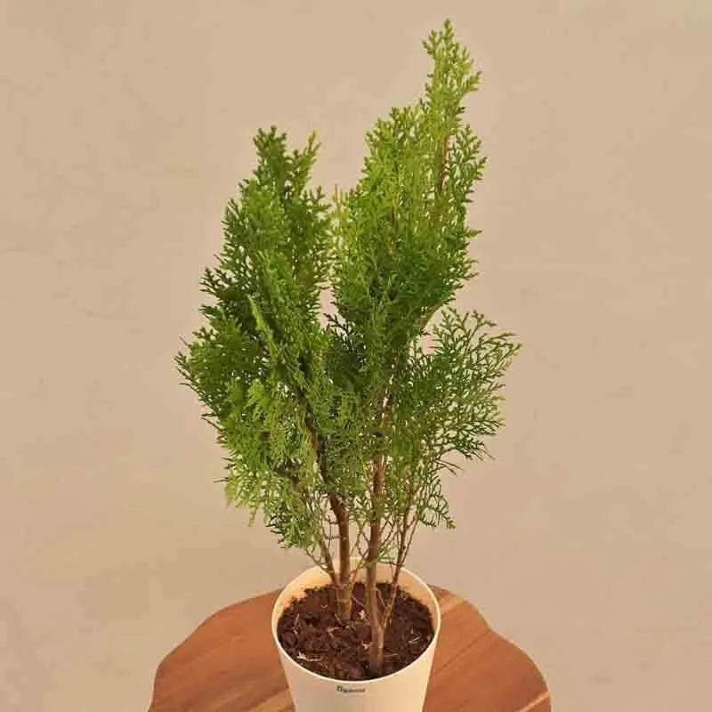Ugaoo Thuja Plant media 5