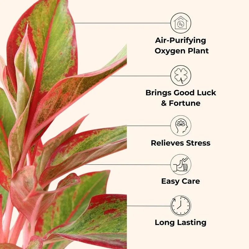 Greenkin Aglaonema Pink & Lipstick Live Plants (Green) - Set Of Two media 5
