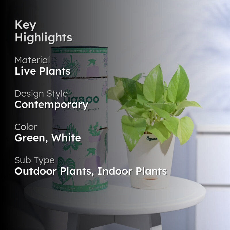 Ugaoo Money Plant Golden media 2