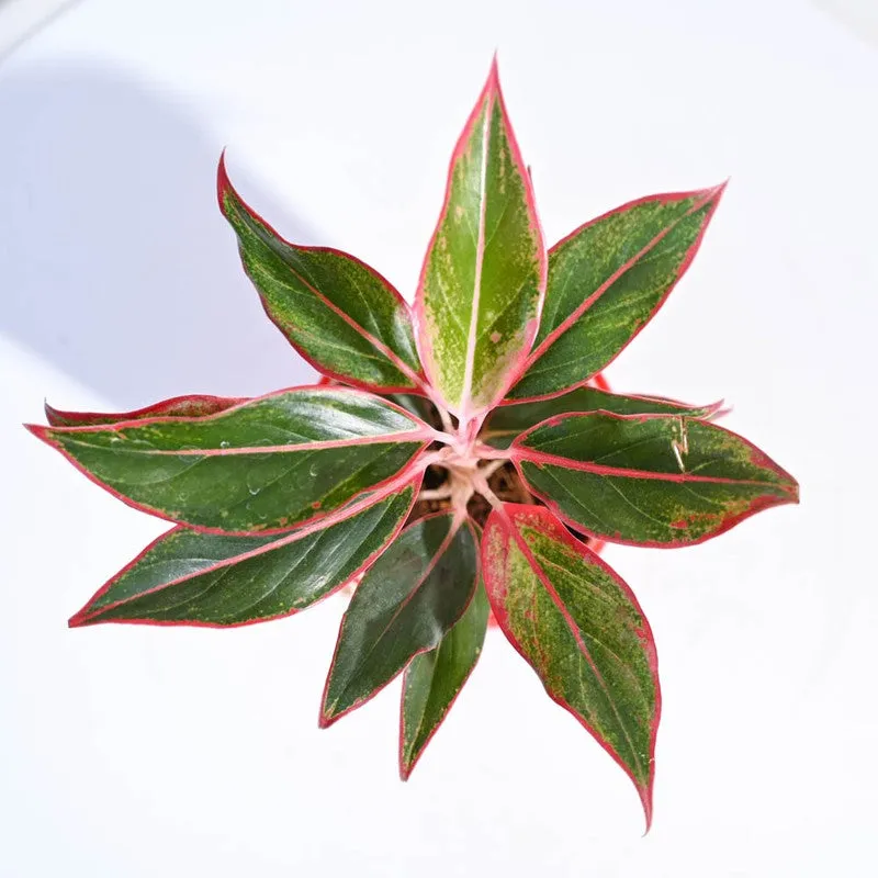 Ugaoo Aglaonema Red Plant - 30cm media 4