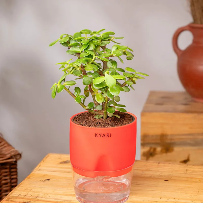 Kyari Jade Plant With Self Watering Pot (Red) - 18 cm media 3