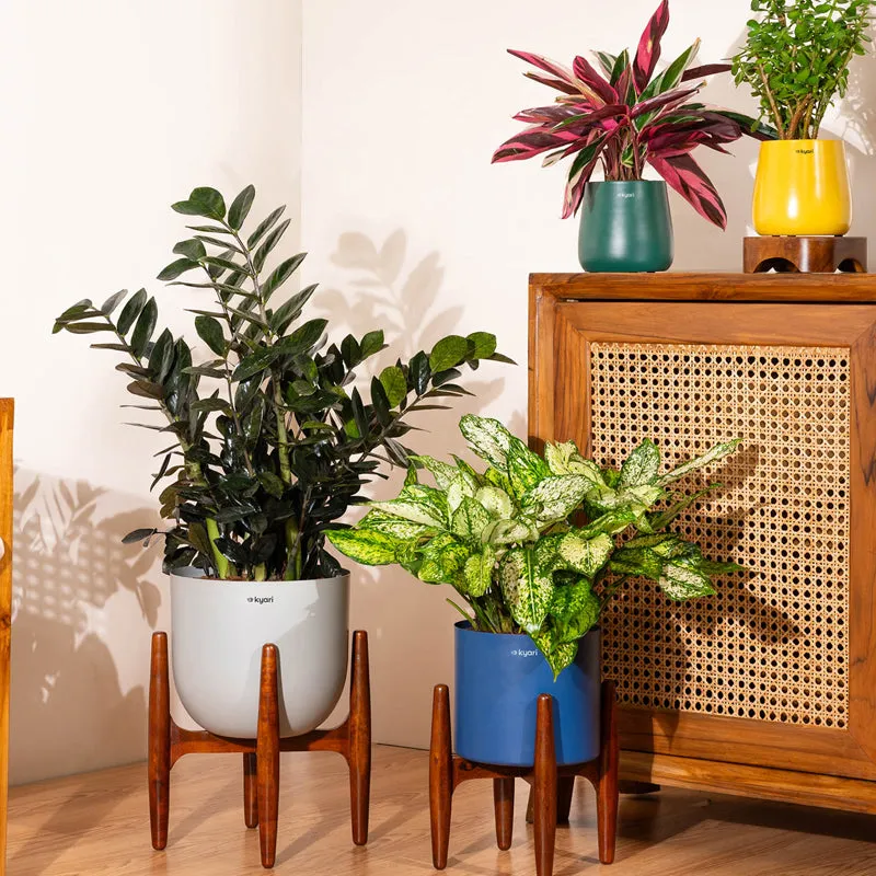 Kyari ZZ Plant With Metal Self Watering Pot (Orange) - 2.4 Feet media 4