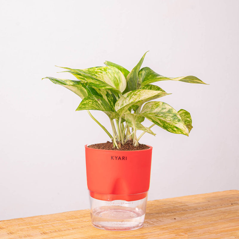 Kyari Money Variegated Plant With Self Watering Pot (Red) - 18 cm media 9