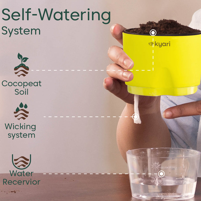 Kyari Rhoeo tricolor With Self Watering Pot - Green media 5