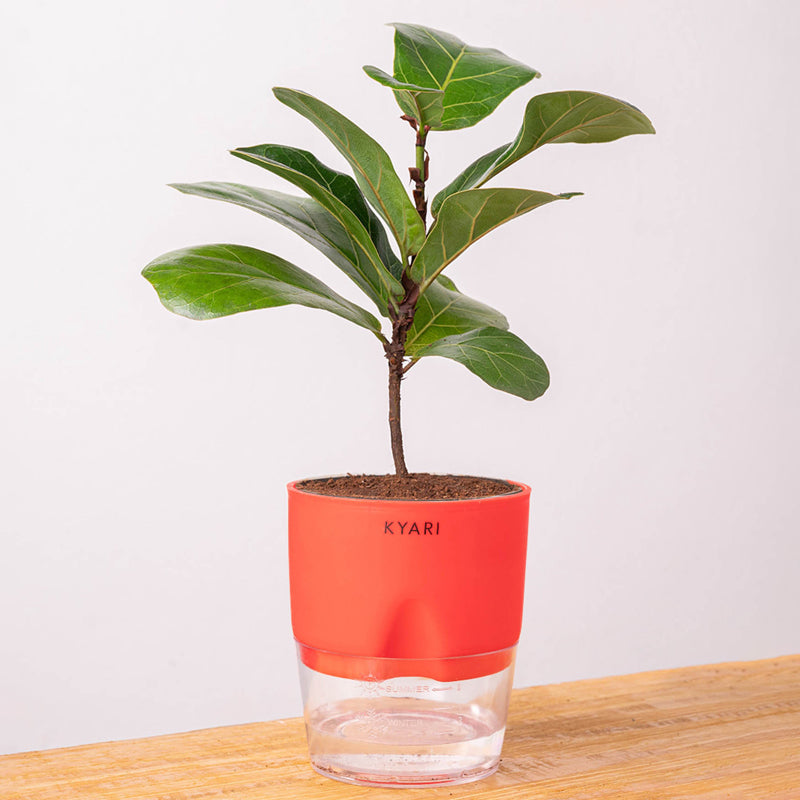 Kyari Ficus lyrata With Self Watering Pot - Red media 6