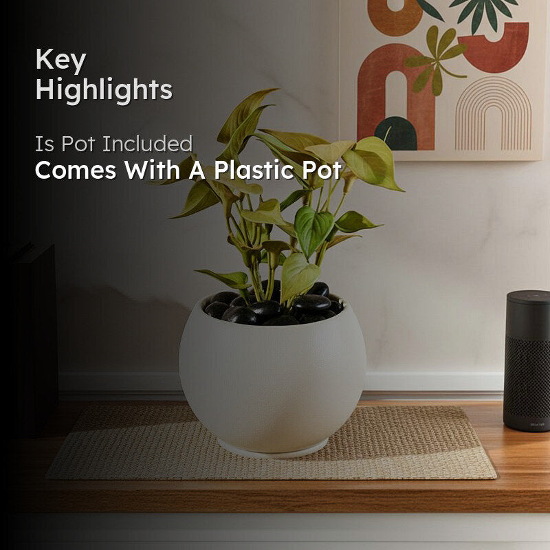 Moniva Artificial Pothos/Money Plant With Black Plastic Pot (Yellow) - 19 cm media 2