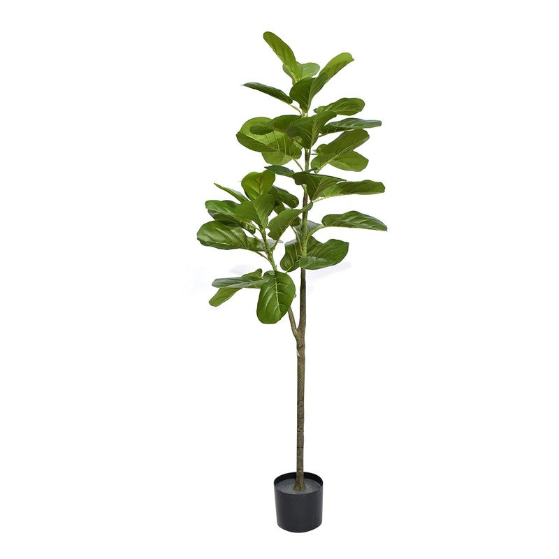 Leafsy Artificial Fiddle Fig Plant With Black Plastic Pot - 2.5 Feet media 5