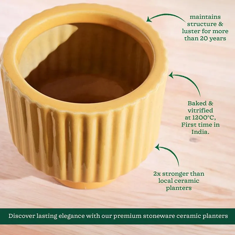 Ugaoo Classic Stria Ceramic Planter - Yellow media 5