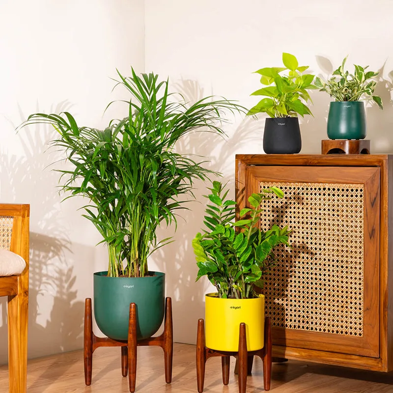 Kyari Green ZZ Plant With Metal Self Watering Pot (Orange) - 2 Feet media 4