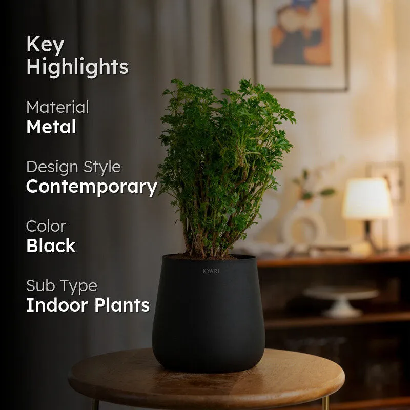 Kyari Aralia Green With Jet Metal Self Watering Pot - Black media 2