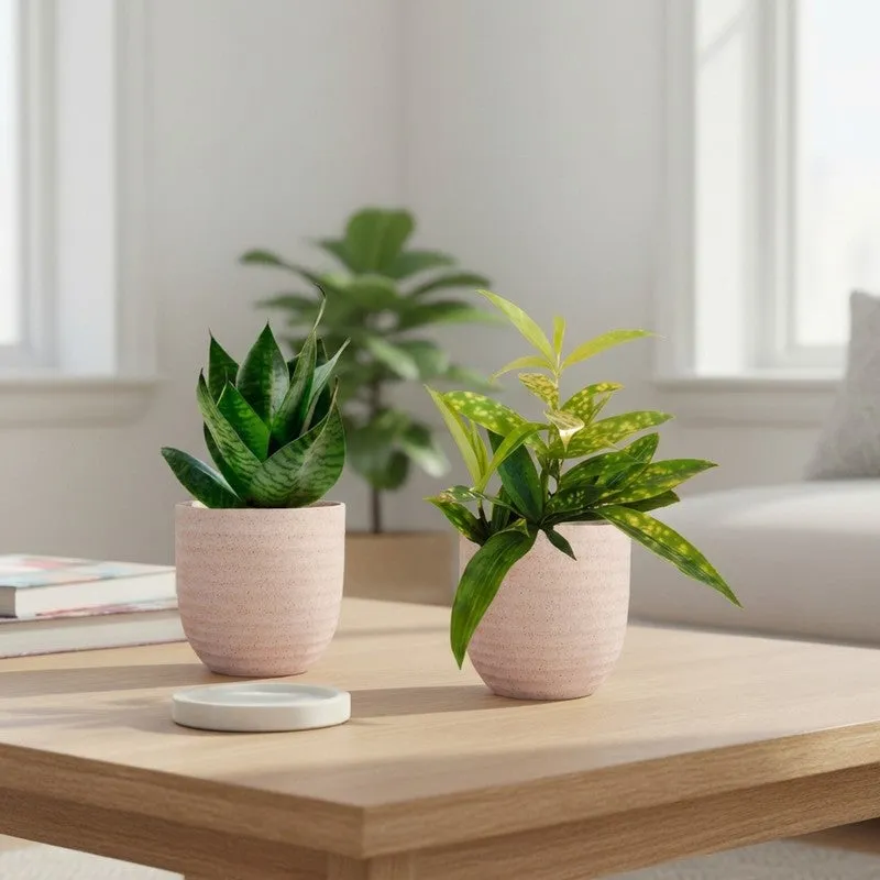 Greenkin Bamboo & Snake Live Plants (Ivory) - Set Of Two media 1