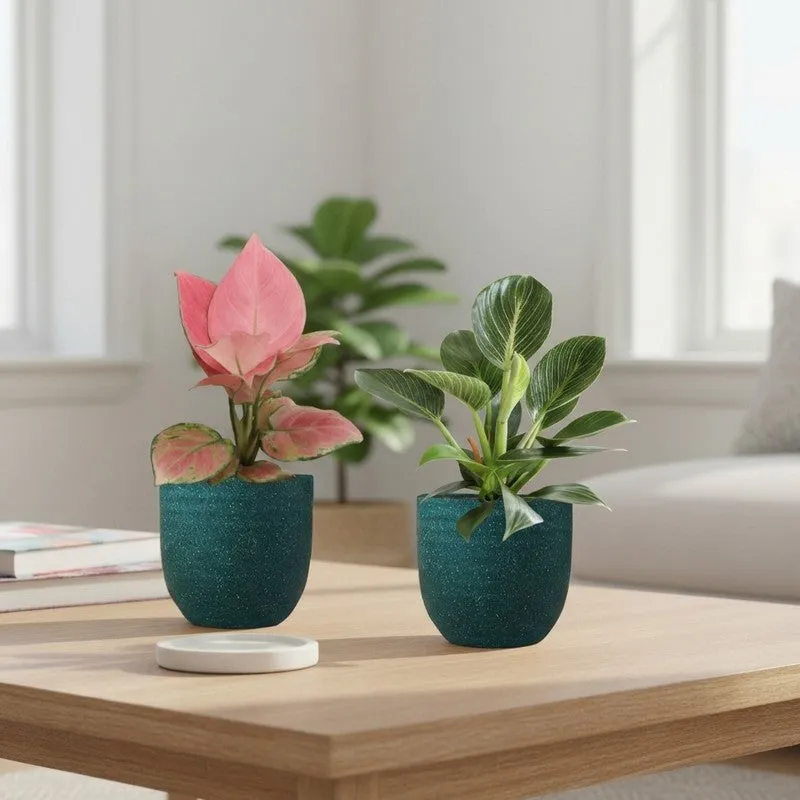 Greenkin Aglaonema & Lily Live Plants (Green) - Set Of Two media 1