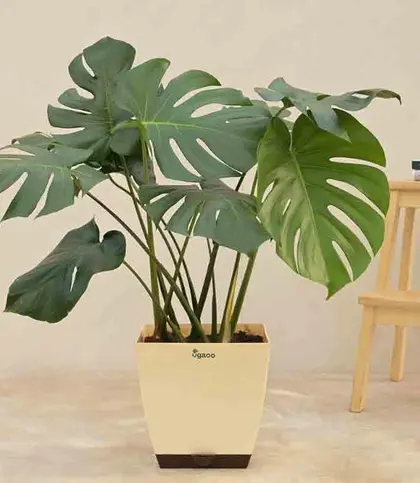 Live Plants