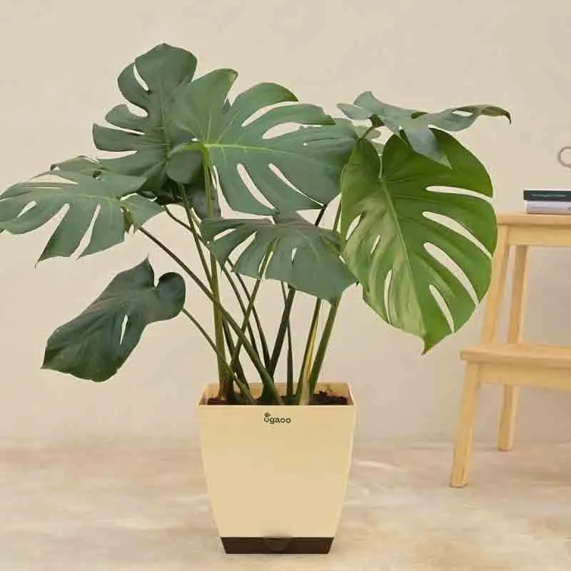 Ugaoo Monstera Deliciosa Plant - 3.1 ft media 1