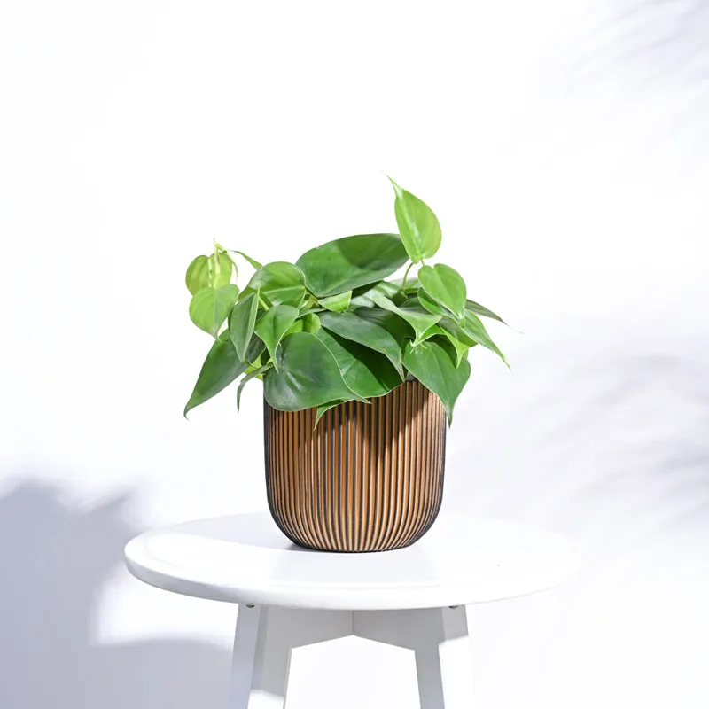 UGAOO Planter Ball Groove- Black Gold media 3