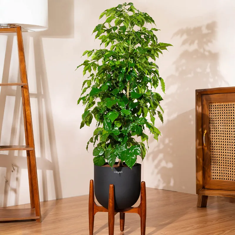 Kyari China Doll Plant With Metal Self Watering Pot (Black) - 3 Feet media 1