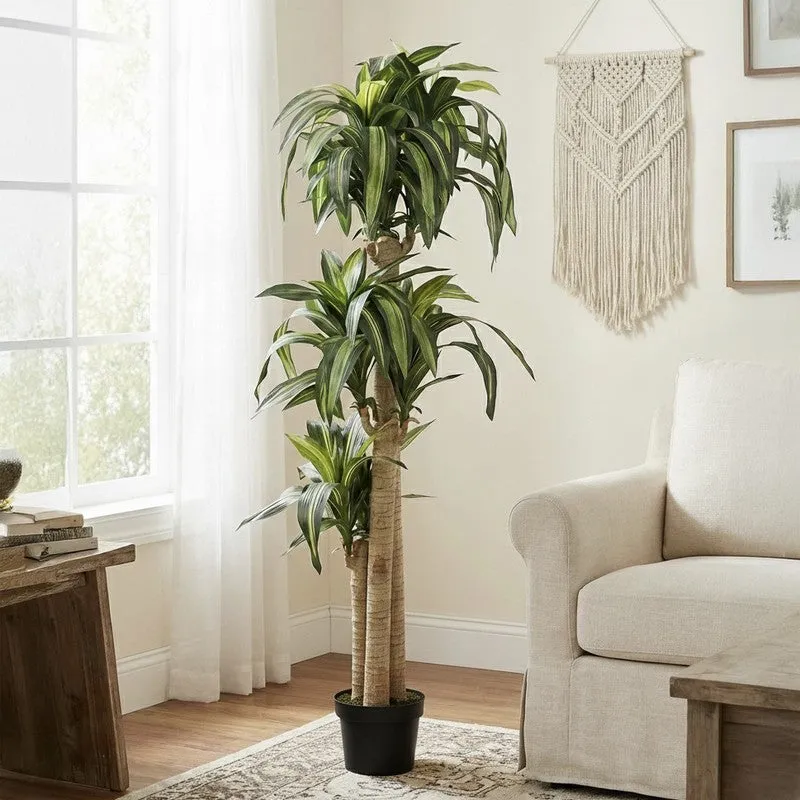 Veltura Artificial Dracaena Green Tree With Black Plastic Pot 5.7 ft media 3
