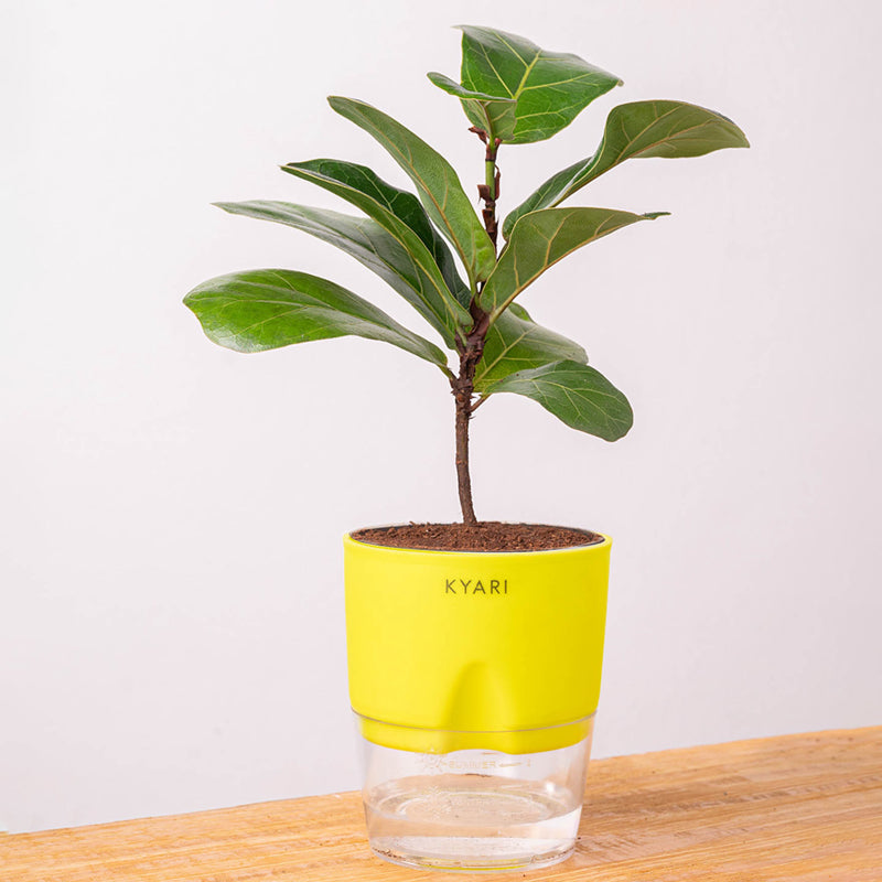 Kyari Fiddle Fig Plant With Self Watering Pot (Yellow) - 18 cm media 6