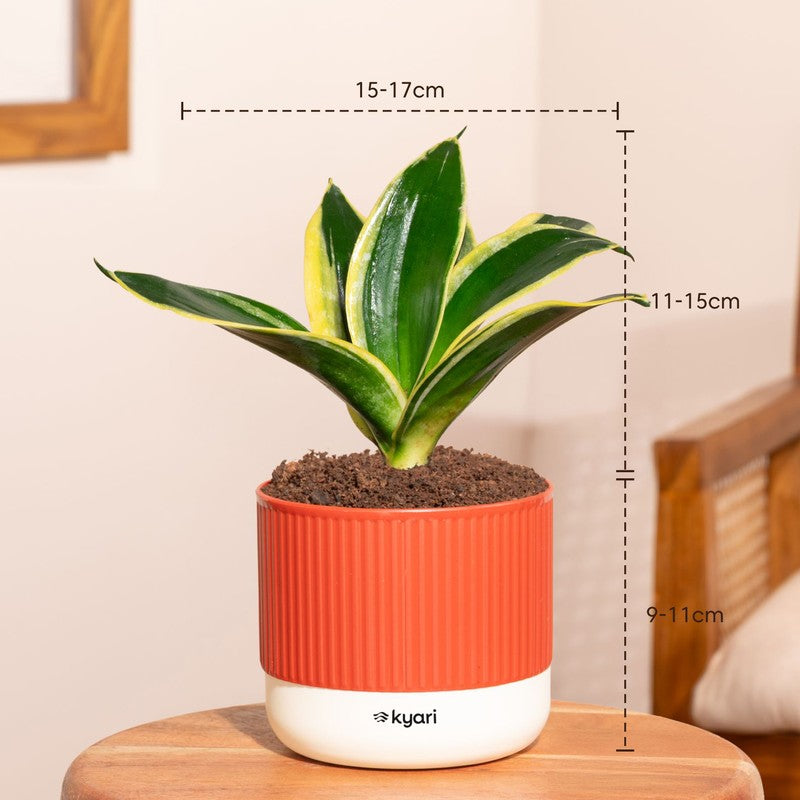Kyari Golden Hahnii Snake Plant with Self Watering Pot - Red media 7