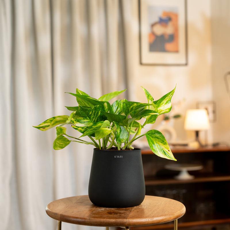 Kyari Money Plant Variegated With Metal Self Watering Pot - Black
