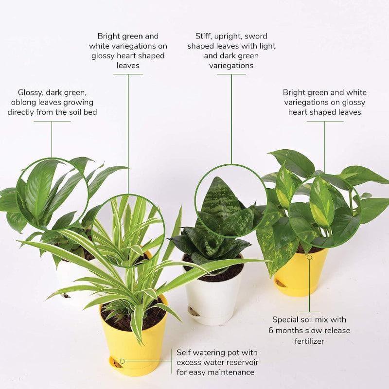 Ugaoo Air Purifier Plants With Pot - Set Of Four media 5
