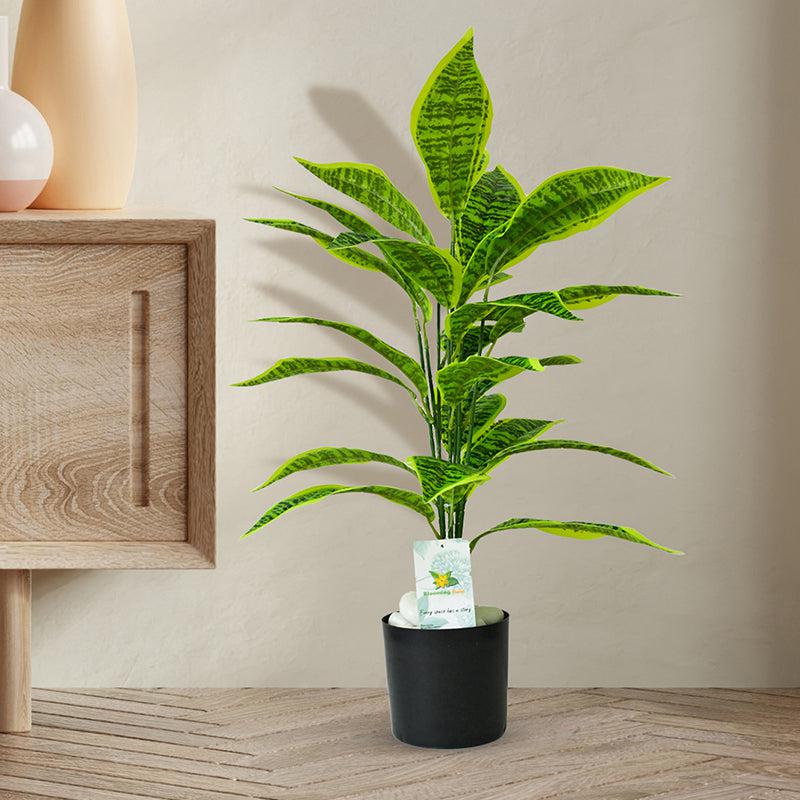 Faux Everlasting Snake Plant With Black Plastic Pot - 71 cm (2.3 ft) media 3