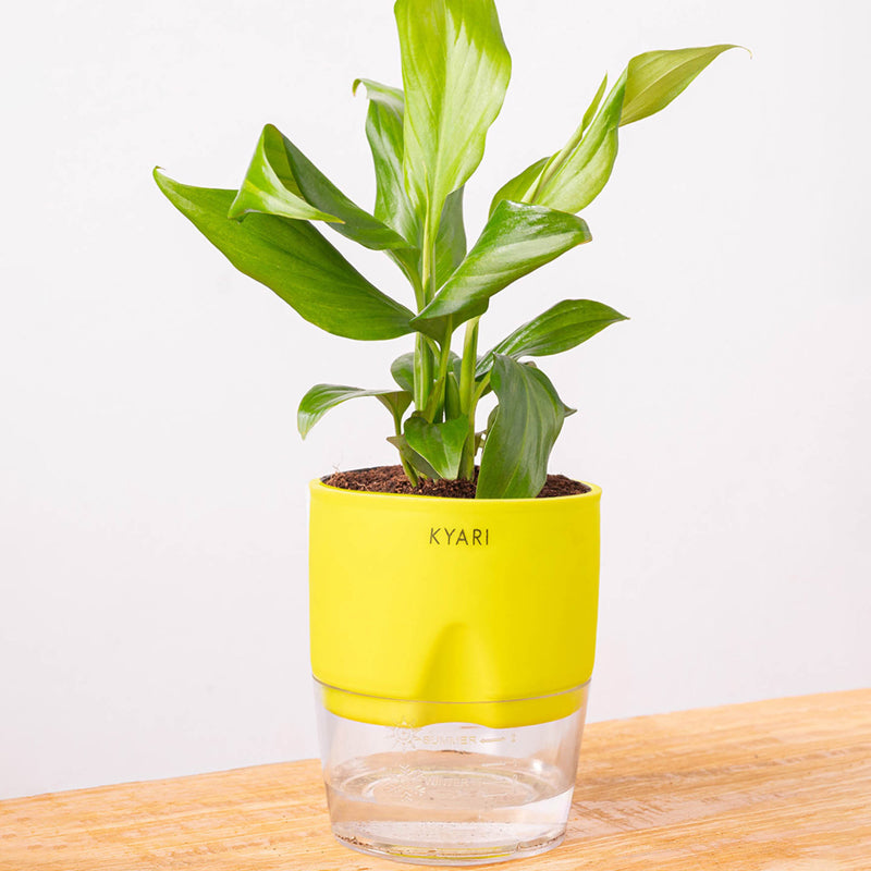 Kyari Peace Lily Plant With Self Watering Pot (Yellow) - 18 cm media 6