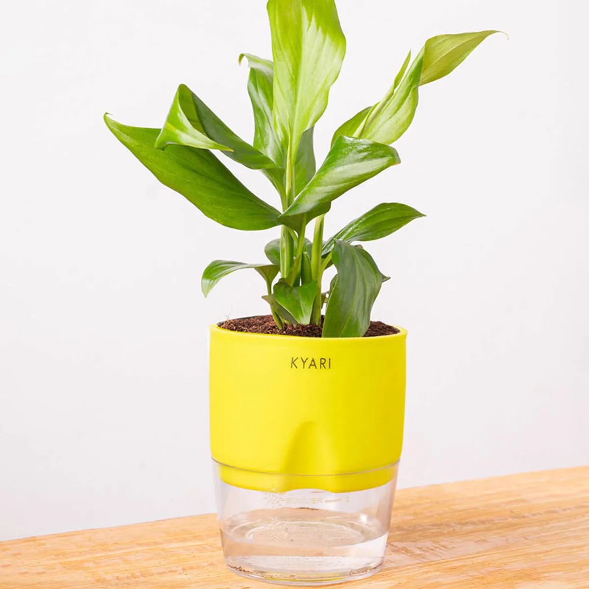 Green Peace Lily in a yellow pot against a light background