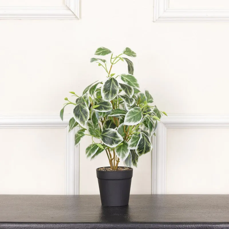 Artificial Pearls & Jade Pothos Plant With Black Fiber Pot - 1 Feet media 3