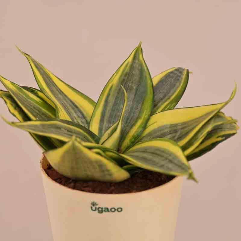 Ugaoo Snake Plant - Golden media 5