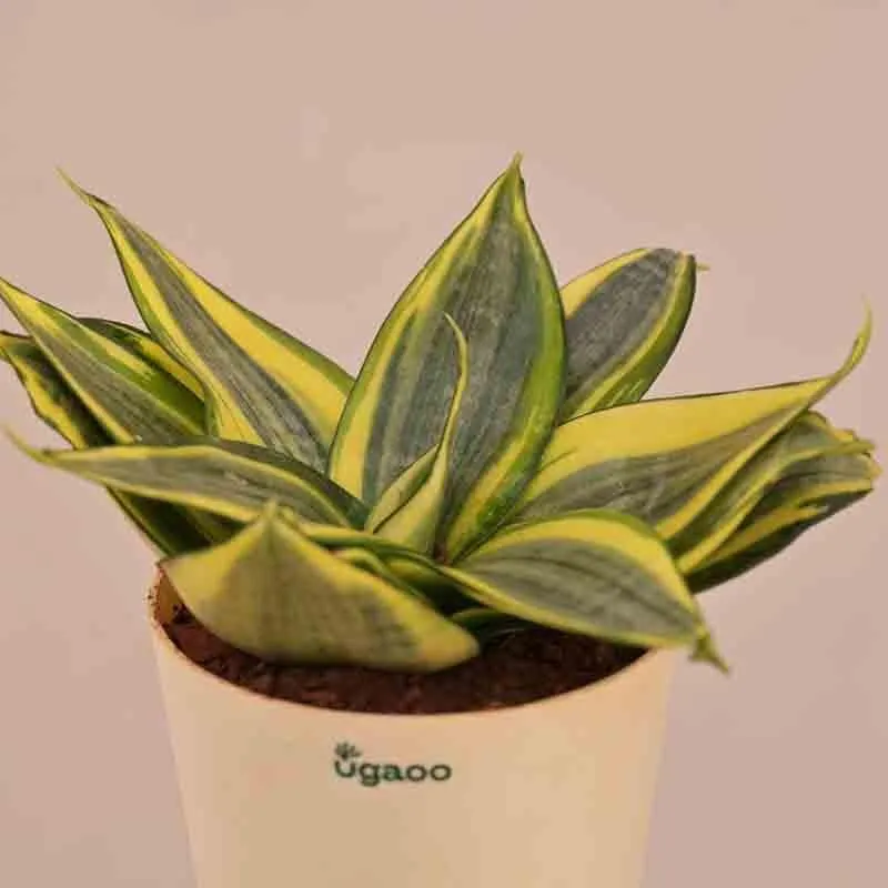Ugaoo Snake Plant - Golden media 5